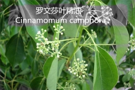 YS羅文莎葉油 | 又叫桉油樟，殺菌防病毒Top1，它適合哪些人群使用？還有哪些功效與作用呢？