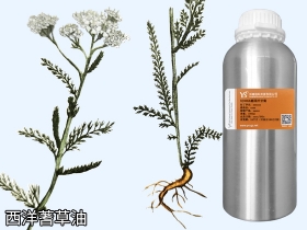 YS西洋蓍草油 | 又叫歐蓍草，最美外傷草藥，它的功效與作用是？